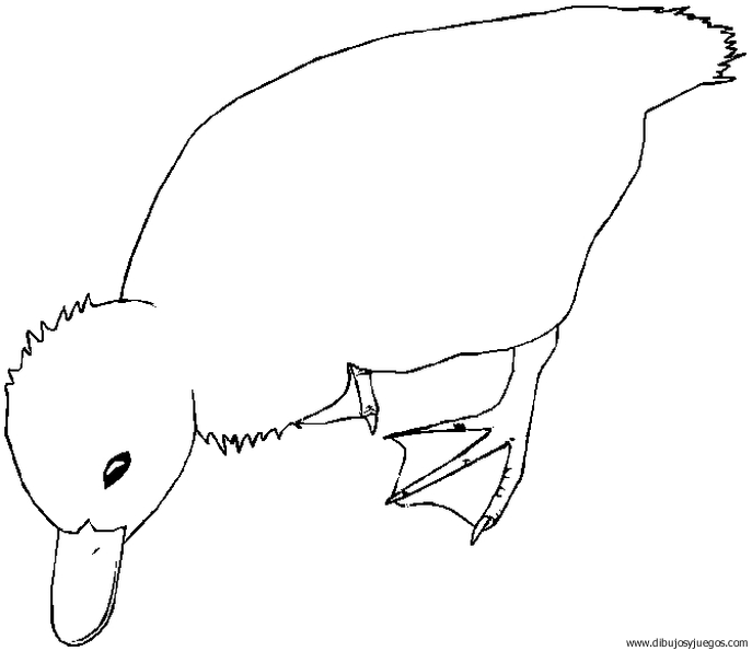 dibujo-de-pato-021 | Dibujos y juegos, para pintar y colorear dibujo-de-pato-021 | Dibujos y juegos, para pintar y colorear