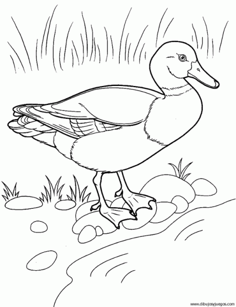 dibujo-de-pato-051 | Dibujos y juegos, para pintar y colorear dibujo-de-pato-051 | Dibujos y juegos, para pintar y colorear