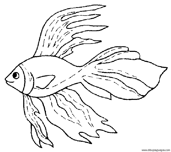 Dibujos del pez vela para colorear - Imagui
