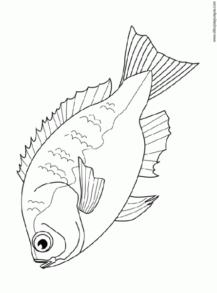 dibujo-de-pez-104 | Dibujos y juegos, para pintar y colorear dibujo-de-pez-104 | Dibujos y juegos, para pintar y colorear