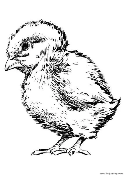 dibujo-de-pollito-003 | Dibujos y juegos, para pintar y colorear dibujo-de-pollito-003 | Dibujos y juegos, para pintar y colorear