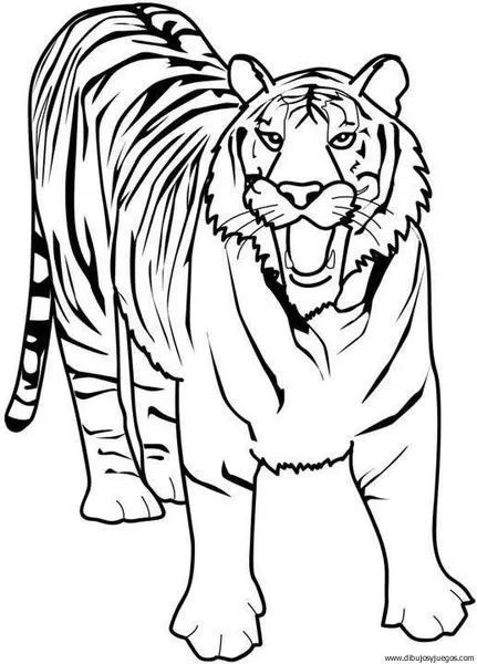 dibujo-de-tigre-006 | Dibujos y juegos, para pintar y colorear