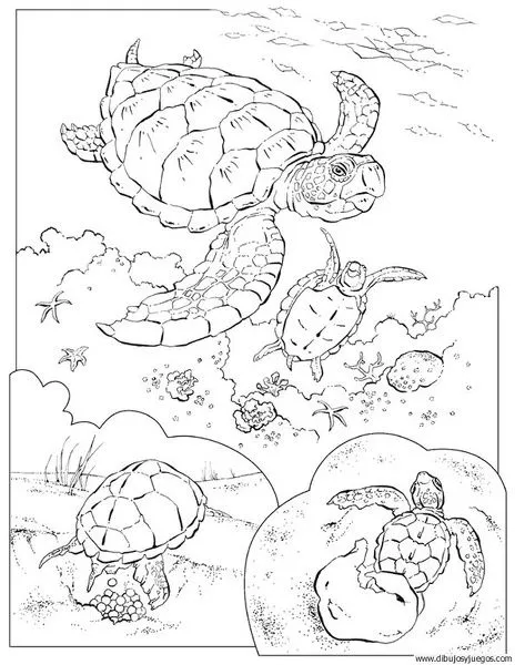 dibujo-de-tortuga-009 | Dibujos y juegos, para pintar y colorear dibujo-de-tortuga-009 | Dibujos y juegos, para pintar y colorear