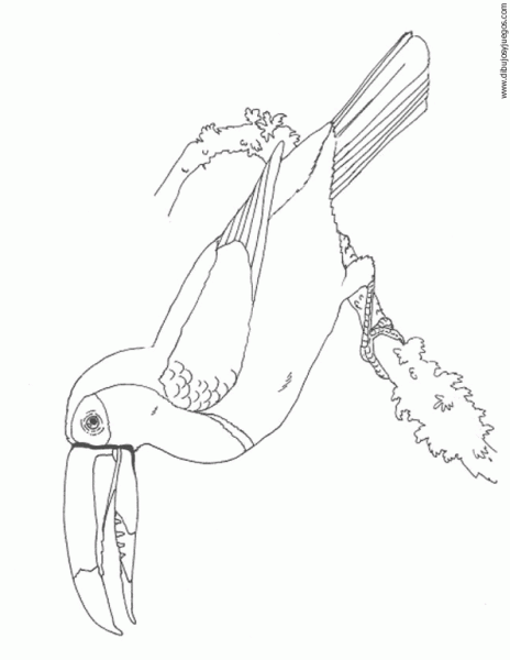 dibujo-de-tucan-005 | Dibujos y juegos, para pintar y colorear