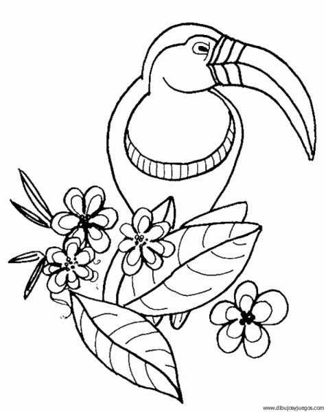 dibujo-de-tucan-007 | Dibujos y juegos, para pintar y colorear dibujo-de-tucan-007 | Dibujos y juegos, para pintar y colorear