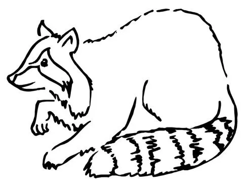 Dibujo de Dibujo de un mapache para colorear | Dibujos para ... Dibujo de Dibujo de un mapache para colorear | Dibujos para ...