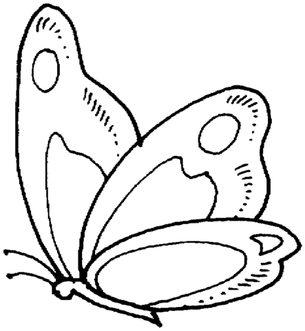 Dibujo de Dibujo, Mariposa para colorear | Dibujos para colorear ...