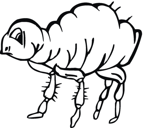 Dibujo de Dibujo de una Pulga para colorear | Dibujos para ...