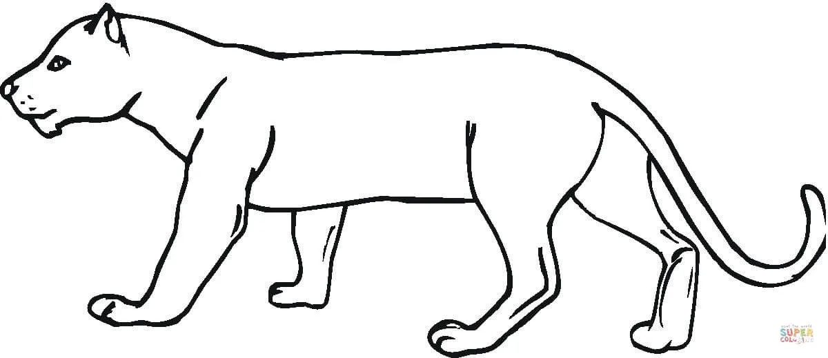 Dibujo de Dibujo de un puma para colorear | Dibujos para colorear ...