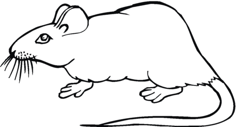 Dibujo de Dibujo de una Rata para colorear | Dibujos para colorear ... Dibujo de Dibujo de una Rata para colorear | Dibujos para colorear ...