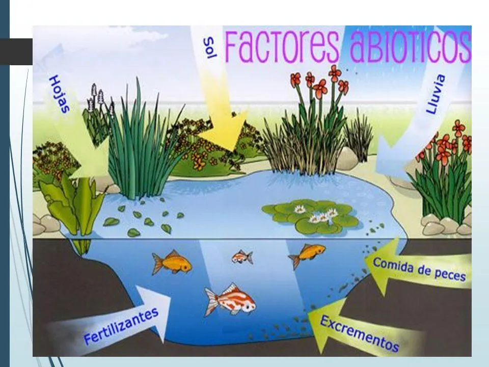 Dibujo ecosistema de mar y señala los principales factores bióticos y abióticos que lo caracterizan doy - Brainly.lat Dibujo ecosistema de mar y señala los principales factores bióticos y abióticos que lo caracterizan doy - Brainly.lat