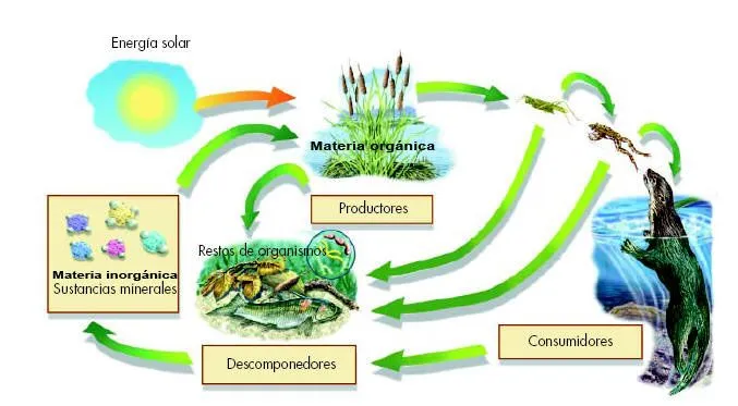 TEMA 12. Los ecosistemas.