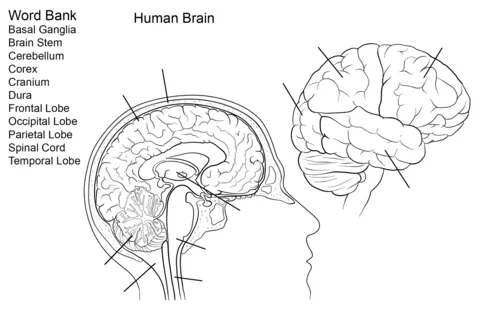 Dibujo de Ejercicio: El Cerebro humano para colorear | Dibujos ...