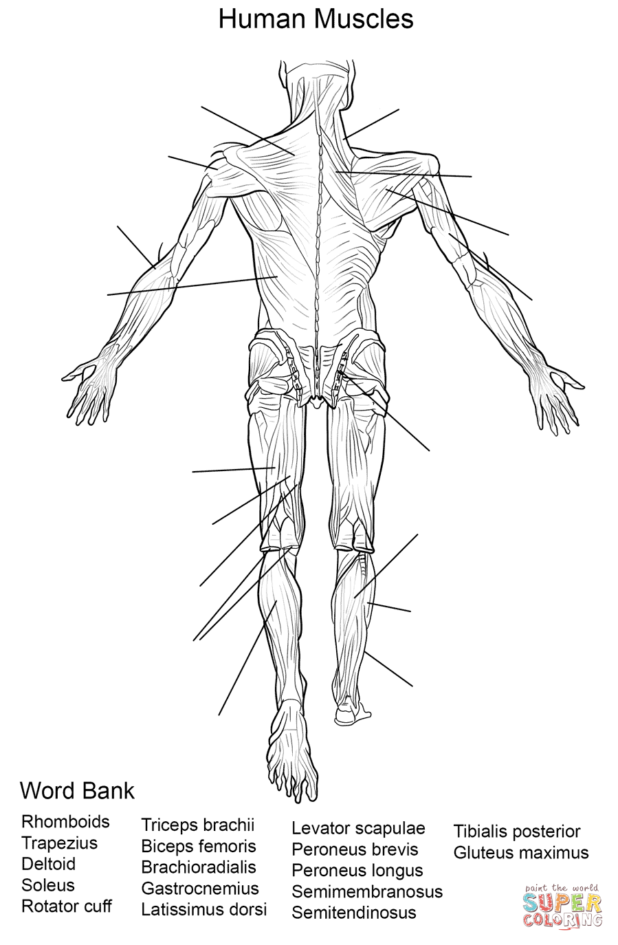 Dibujo de Ejercicio: Músculos del Cuerpo Humano Vista Trasera para colorear | Dibujos para colorear imprimir gratis Dibujo de Ejercicio: Músculos del Cuerpo Humano Vista Trasera para colorear | Dibujos para colorear imprimir gratis