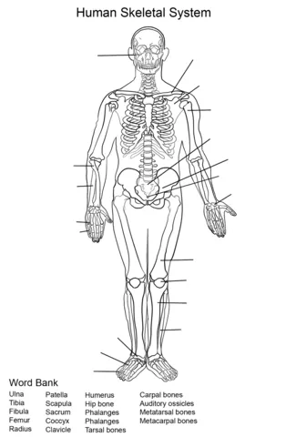 Dibujo de Ejercicio: Sistema Esquelético Humano para colorear ...