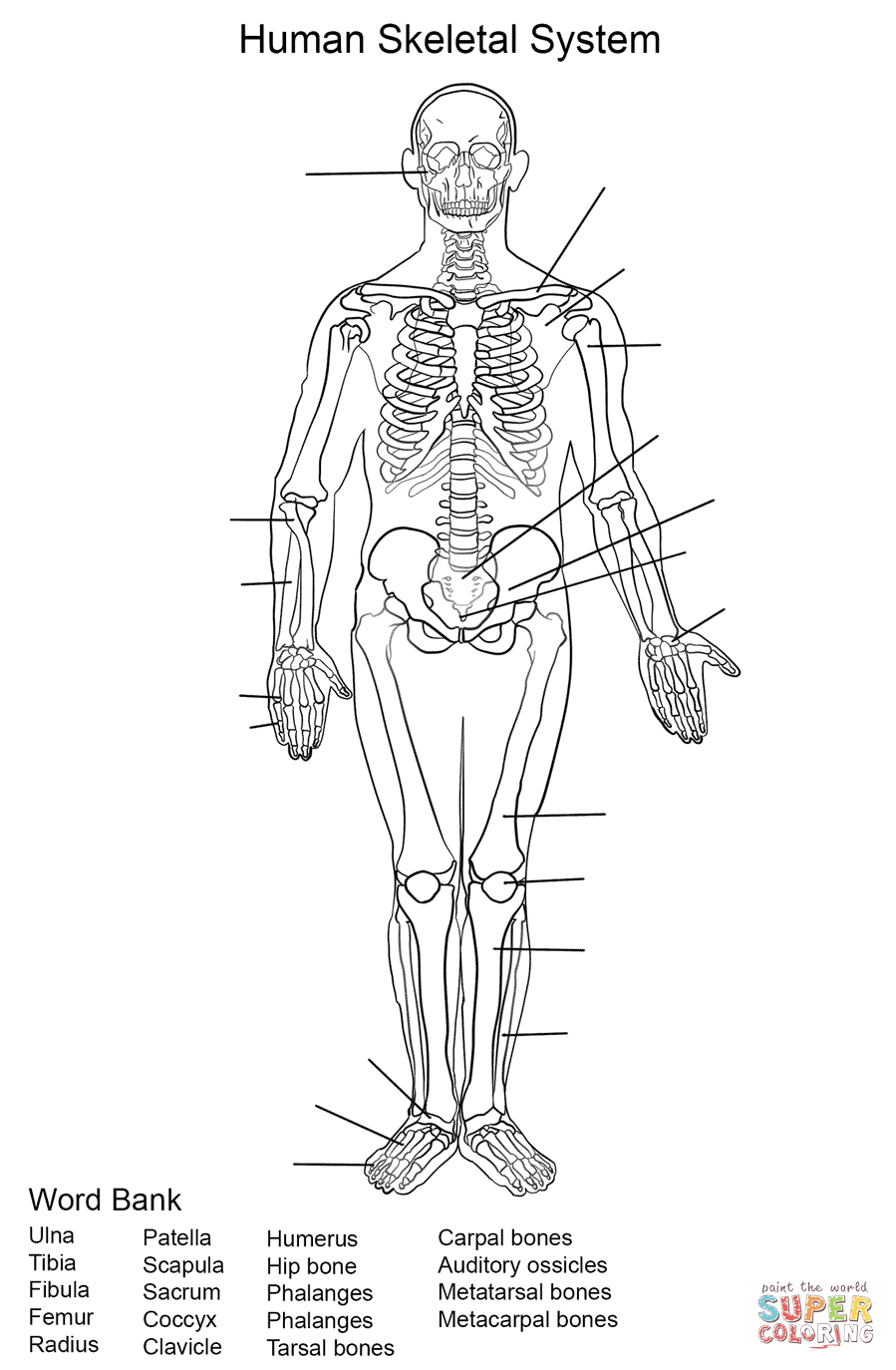 Dibujo de Ejercicio: Sistema Esquelético Humano para colorear ...