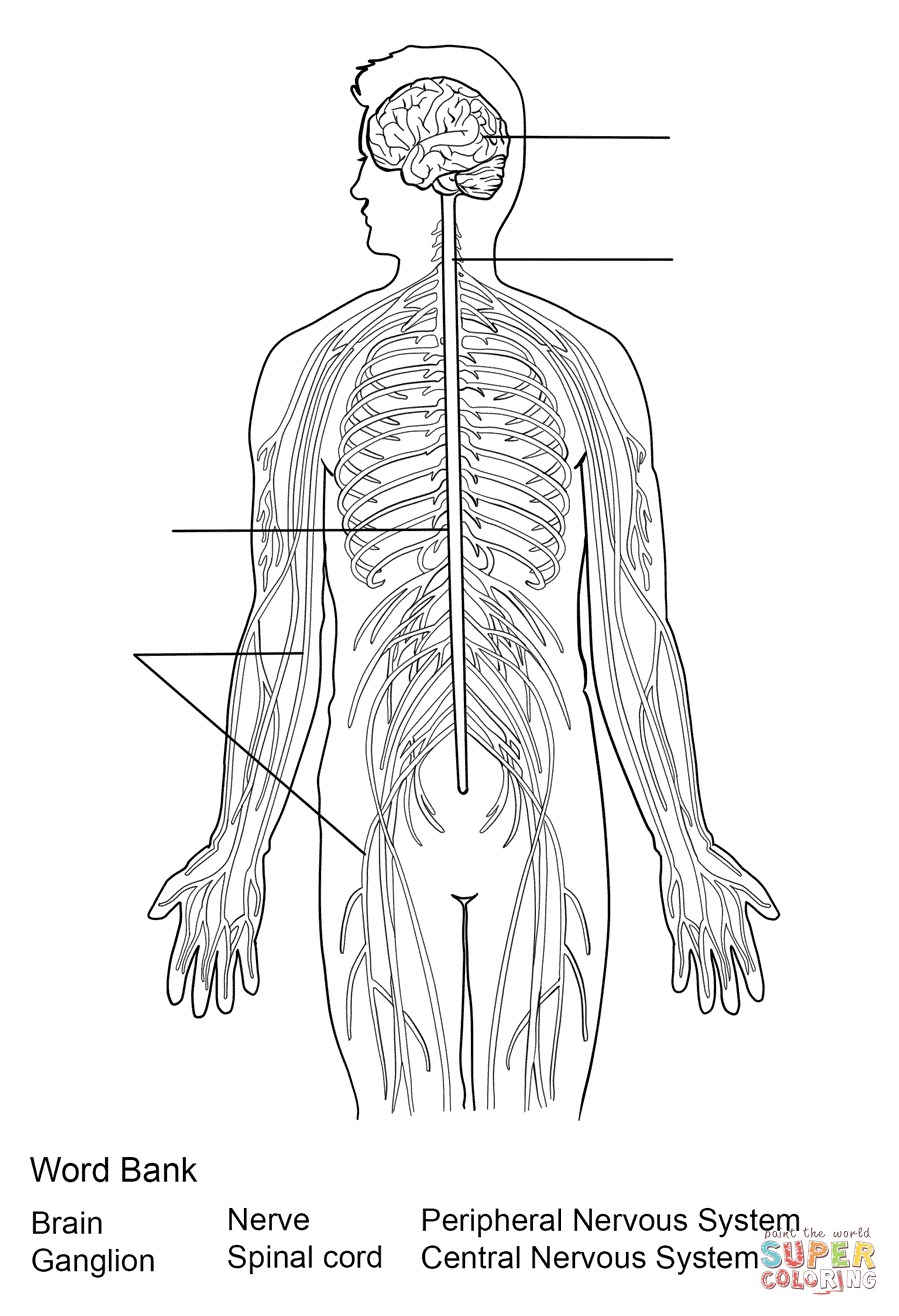 Dibujo de Ejercicio: Sistema Nervioso para colorear | Dibujos para ... Dibujo de Ejercicio: Sistema Nervioso para colorear | Dibujos para ...