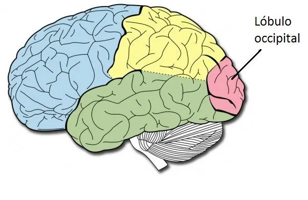 Cerebro con sus partes para dibujar - Imagui