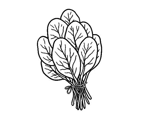 Dibujo de Espinacas para Colorear - Dibujos.net Dibujo de Espinacas para Colorear - Dibujos.net