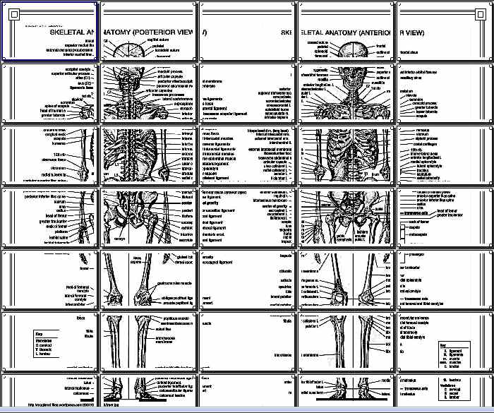 MAPA MURAL esqueleto humano, vista anterior y posterior 5X7 HOJA ...