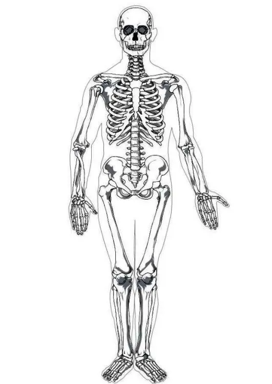 Dibujo esqueleto humano - Imagui