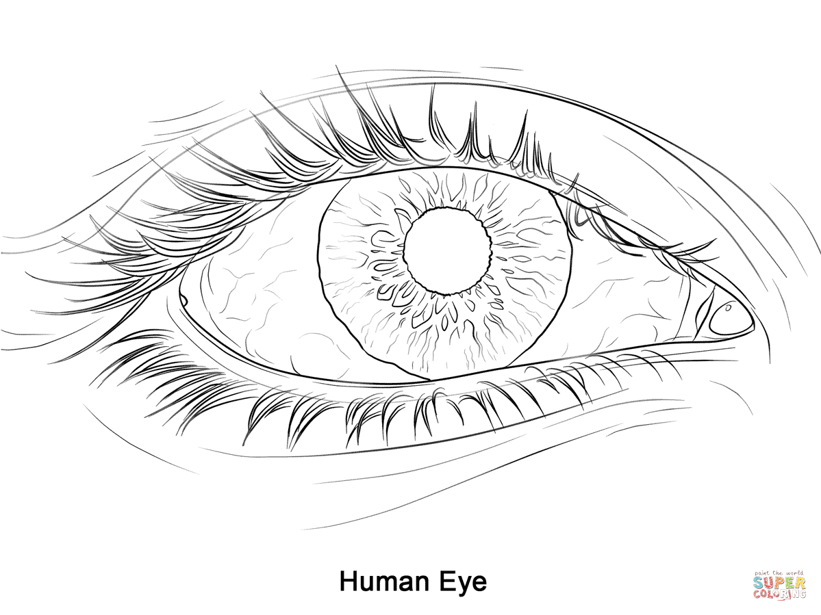 Dibujo de Ojo Humano para colorear | Dibujos para colorear ... Dibujo de Ojo Humano para colorear | Dibujos para colorear ...