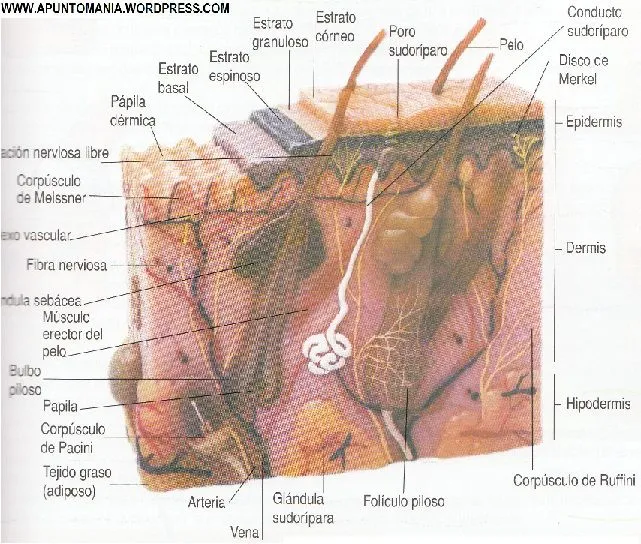 Dibujo De La Estructura De La Piel Y Sus Partes Dibujo De La Estructura De La Piel Y Sus Partes