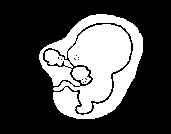 Dibujo de Feto para Colorear - Dibujos.net
