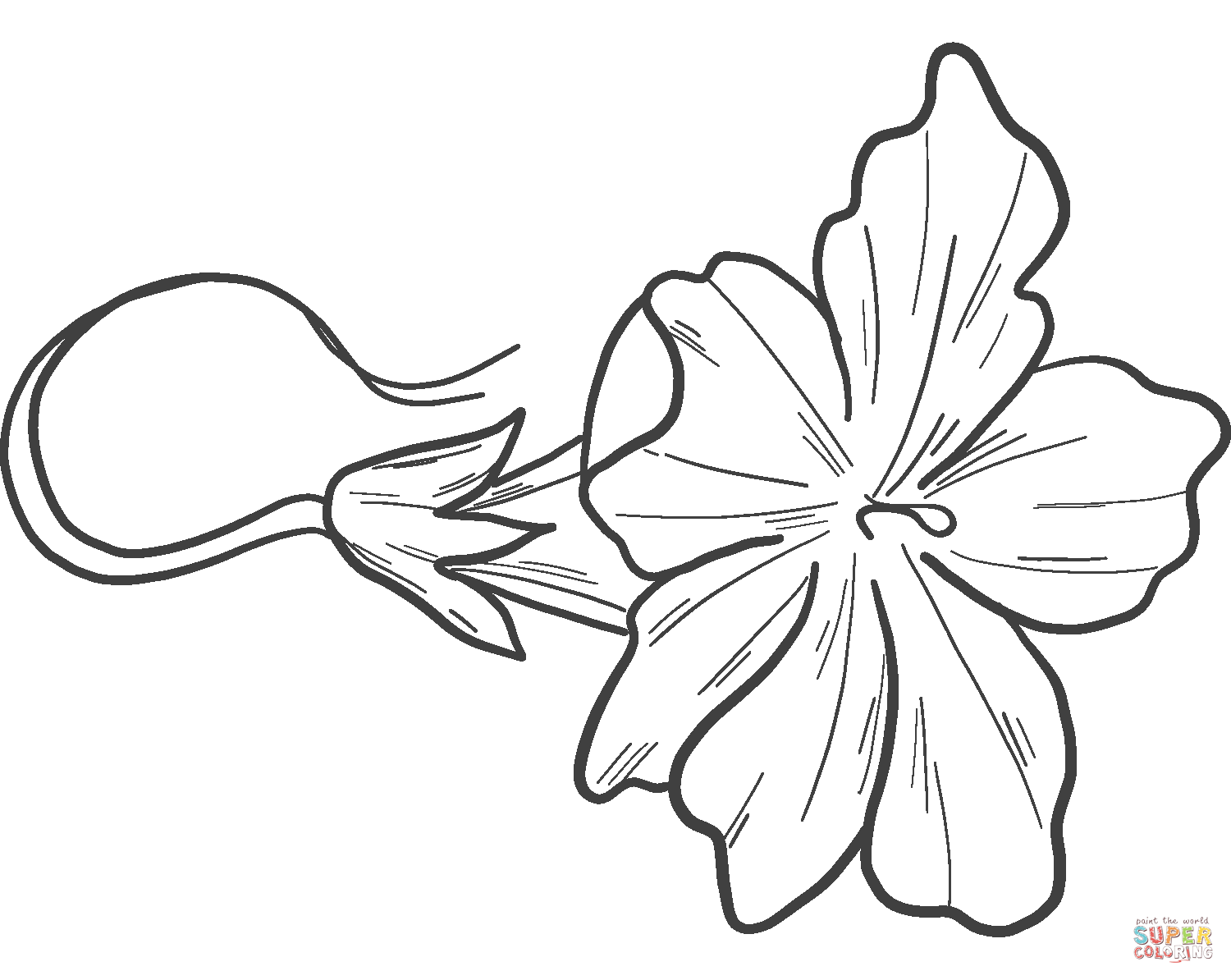 Dibujo de flor de calabaza para colorear | Dibujos para colorear imprimir gratis Dibujo de flor de calabaza para colorear | Dibujos para colorear imprimir gratis