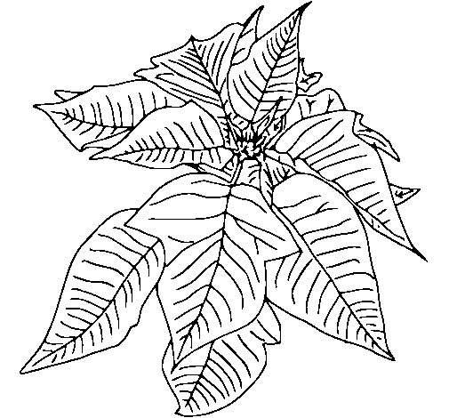 Dibujo de Flor de pascua para Colorear - Dibujos.net Dibujo de Flor de pascua para Colorear - Dibujos.net