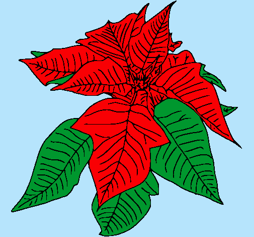 Dibujo de Flor de pascua pintado por Nochebuena en Dibujos.net el ... Dibujo de Flor de pascua pintado por Nochebuena en Dibujos.net el ...