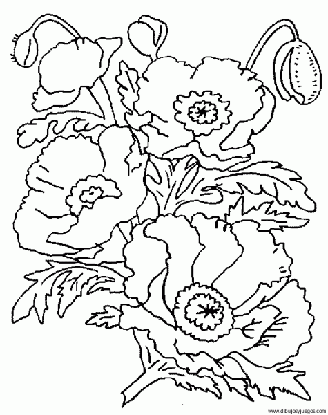 dibujo-flores-amapolas-005 | Dibujos y juegos, para pintar y colorear dibujo-flores-amapolas-005 | Dibujos y juegos, para pintar y colorear