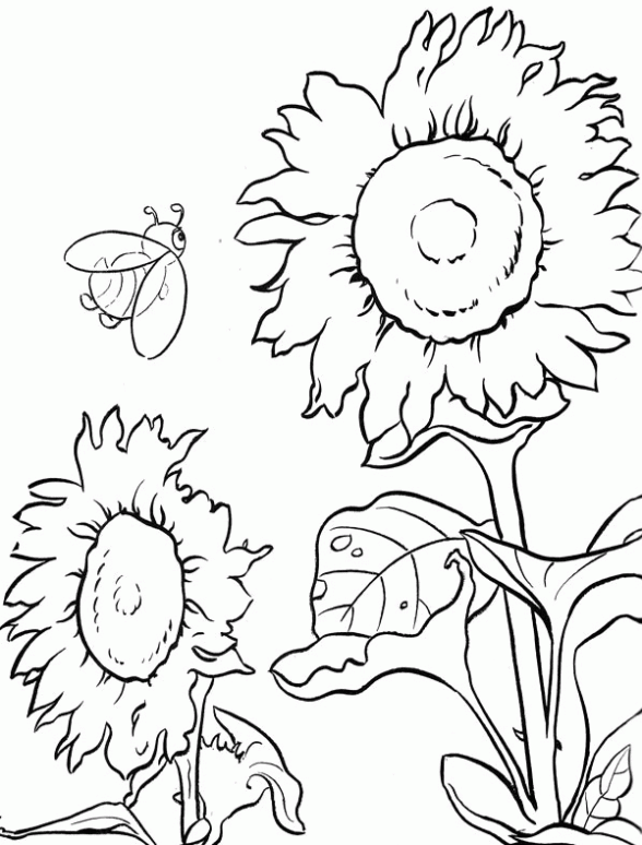 colorear-flores-en-el-campo- ...