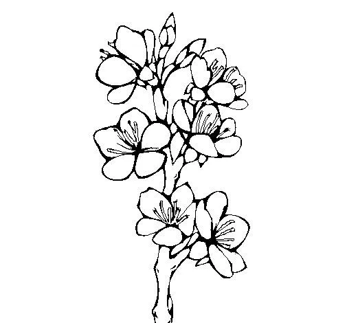 Dibujo de Flores de campo para Colorear - Dibujos.net Dibujo de Flores de campo para Colorear - Dibujos.net