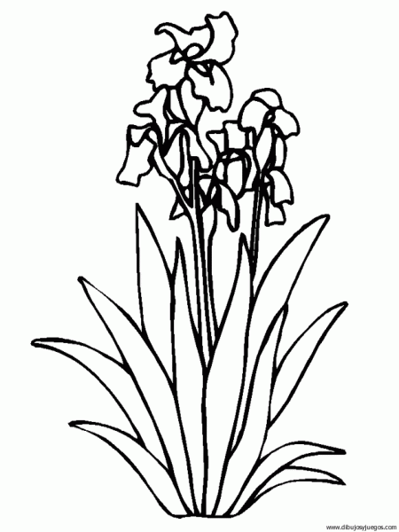 dibujo-flores-lirios-004 | Dibujos y juegos, para pintar y colorear dibujo-flores-lirios-004 | Dibujos y juegos, para pintar y colorear