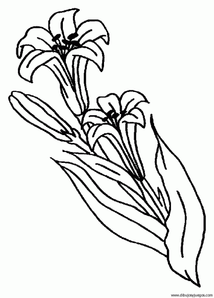dibujo-flores-lirios-005 | Dibujos y juegos, para pintar y colorear dibujo-flores-lirios-005 | Dibujos y juegos, para pintar y colorear