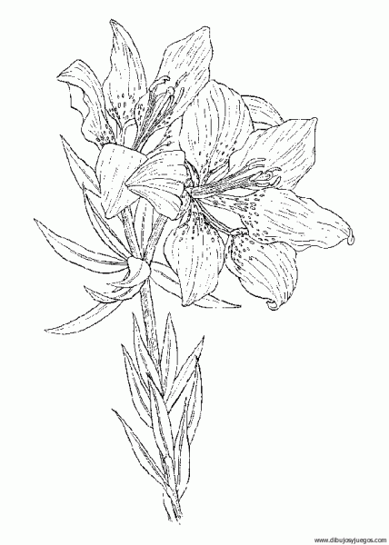 dibujo-flores-lirios-013 | Dibujos y juegos, para pintar y colorear dibujo-flores-lirios-013 | Dibujos y juegos, para pintar y colorear