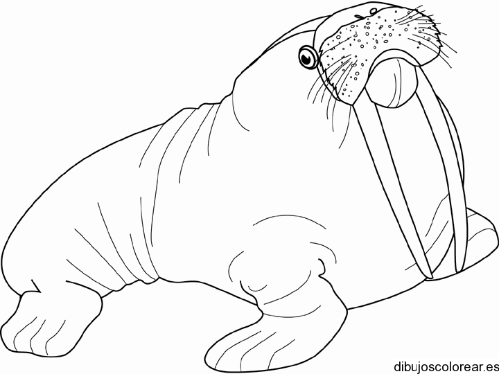 Dibujo de una foca enorme | Dibujos para Colorear Dibujo de una foca enorme | Dibujos para Colorear