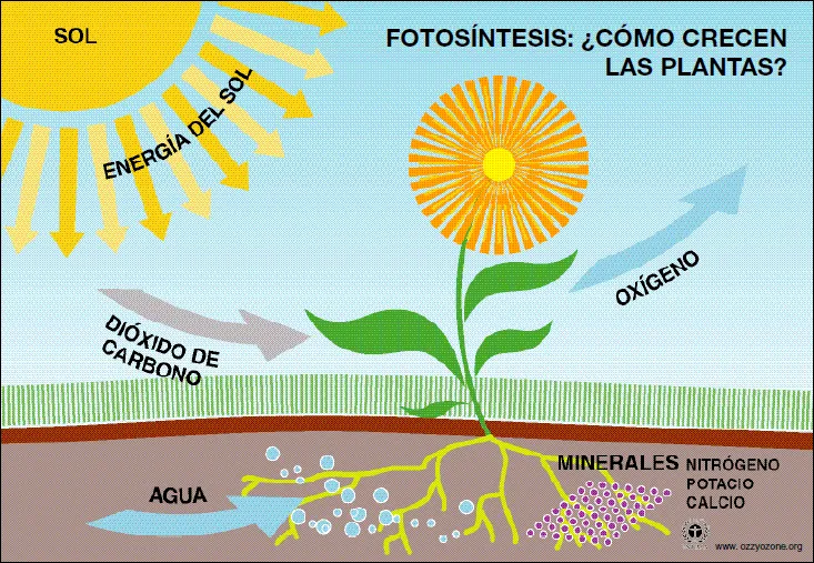 Dibujo de la fotosintesis para niños - Imagui