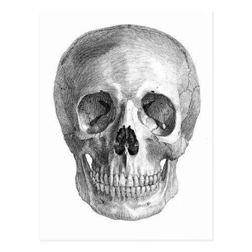 Dibujo frontal de la visión de un cráneo humano postal de Zazzle. Dibujo frontal de la visión de un cráneo humano postal de Zazzle.