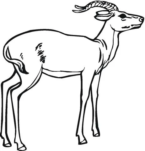 Dibujo de Gacela Impala para colorear | Dibujos para colorear ...