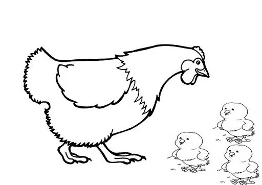 Pollo y gallina para colorear - Imagui