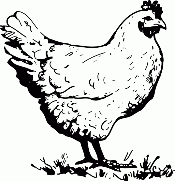 Dibujo de Gallinas para colorear. Dibujos infantiles de Gallinas ...