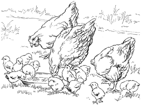 Dibujo de Gallinas y sus pollitos para colorear | Dibujos para ...