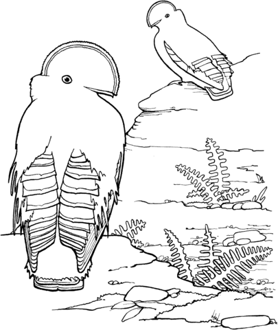 Dibujo de Gallito de las Rocas Guayanés para colorear | Dibujos ... Dibujo de Gallito de las Rocas Guayanés para colorear | Dibujos ...