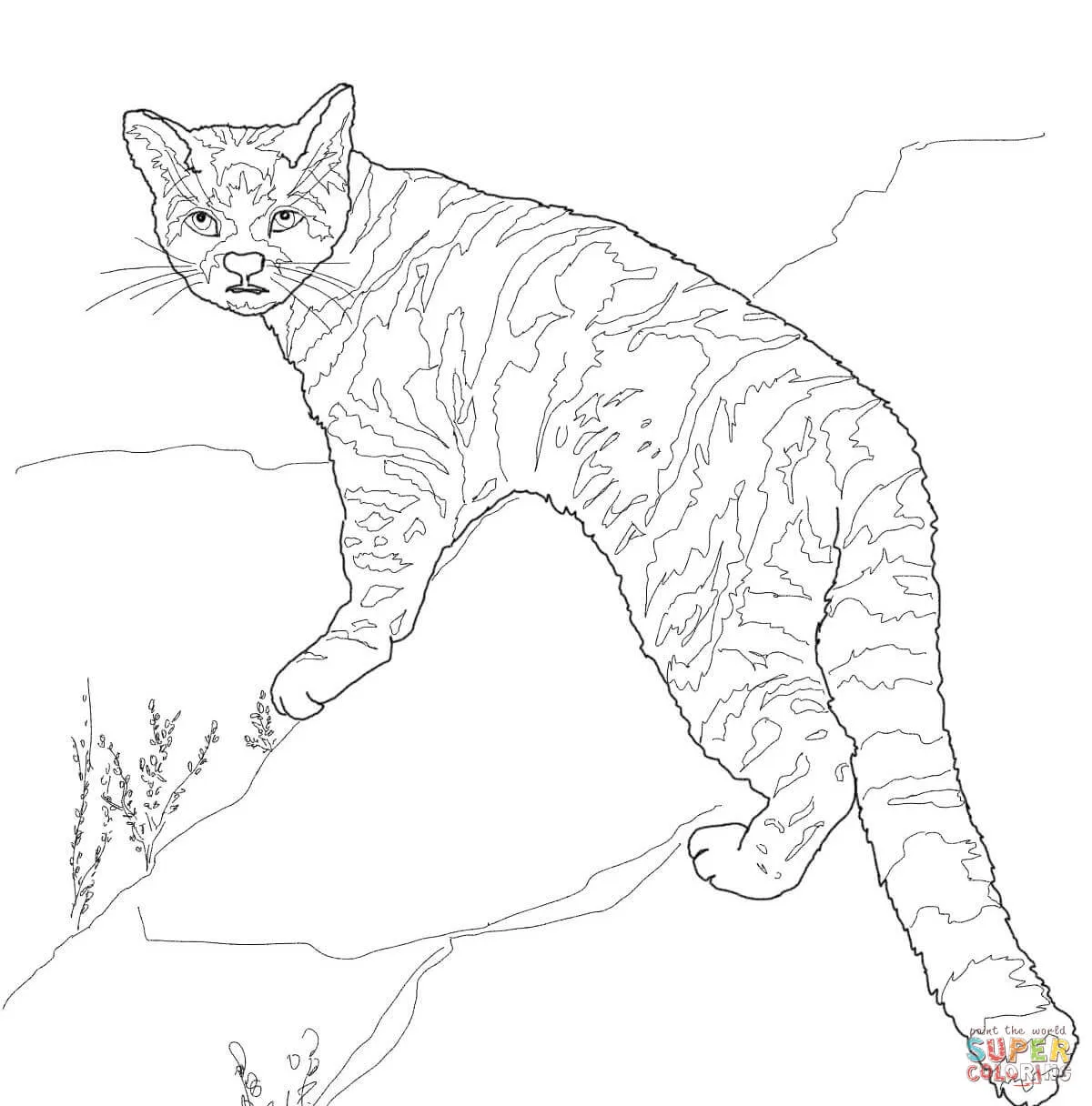 Dibujo de Gato Andino o Chinchay para colorear | Dibujos para colorear imprimir gratis Dibujo de Gato Andino o Chinchay para colorear | Dibujos para colorear imprimir gratis