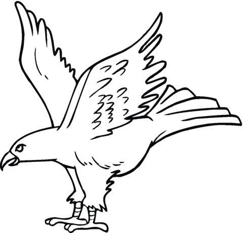 Dibujo de Gavilán 15 para colorear | Dibujos para colorear ... Dibujo de Gavilán 15 para colorear | Dibujos para colorear ...