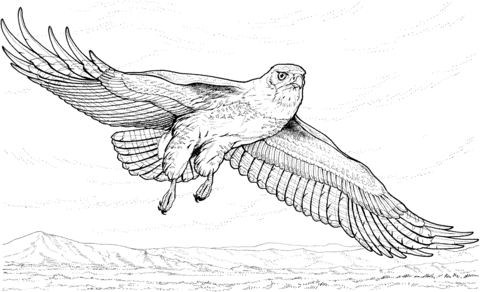 Dibujo de Un gavilán volando para colorear | Dibujos para colorear ... Dibujo de Un gavilán volando para colorear | Dibujos para colorear ...