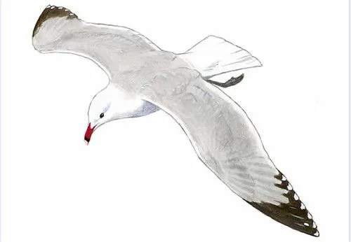 Dibujo de una gaviota - Imagui