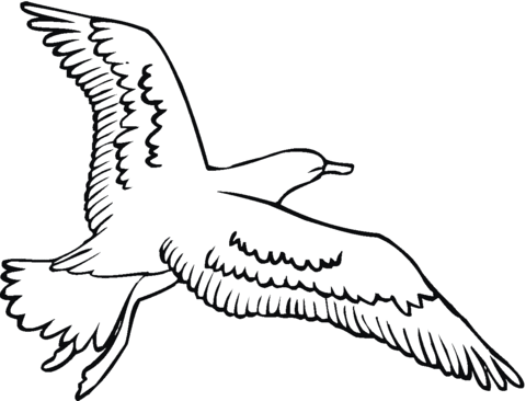 Dibujo de Gaviota volando para colorear | Dibujos para colorear ...